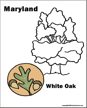Maryland: State Tree – White Oak