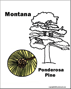 Montana: State Tree – Ponderosa Pine