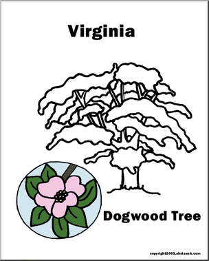 Virginia: State Tree – Flowering Dogwood