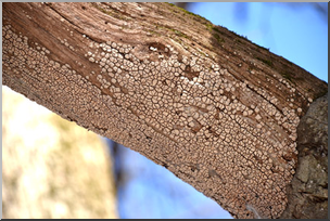 Photo: Tree Bark Scaling 01a LowRes