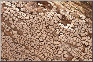 Photo: Tree Bark Scaling 02a LowRes