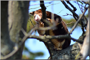 Photo: Tree Kangaroo 01a HiRes