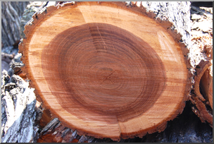 Photo: Tree Rings 01a HiRes