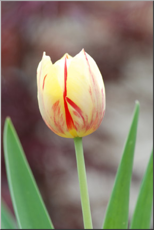 Photo: Tulips: Yellow and Red 01 LowRes