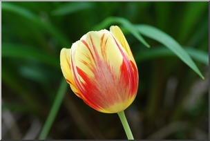 Photo: Tulips: Yellow and Red 02a HiRes