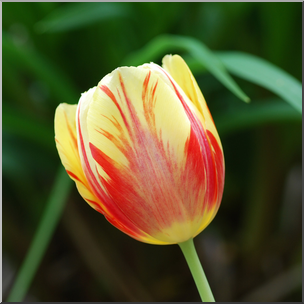 Photo: Tulips: Yellow and Red 02b HiRes