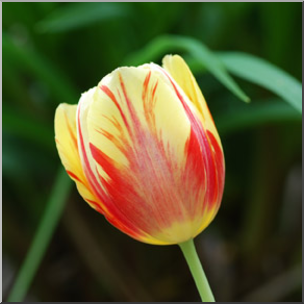 Photo: Tulips: Yellow and Red 02b LowRes