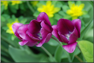 Photo: Tulips: Purple 01 HiRes