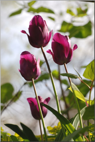 Photo: Tulips: Purple 02 LowRes