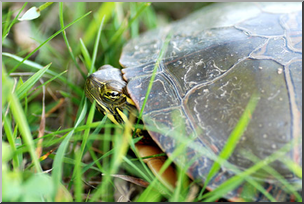 Photo: Turtle 03a LowRes