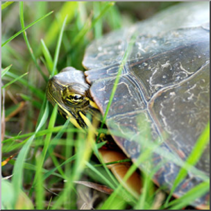 Photo: Turtle 03b LowRes