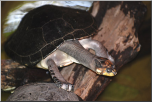 Photo: Turtle 01 LowRes