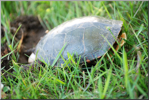 Photo: Turtle Laying Eggs 01 HiRes