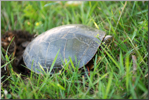 Photo: Turtle Laying Eggs 02 HiRes
