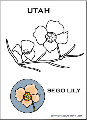 Utah:  State Flower – Sego Lily