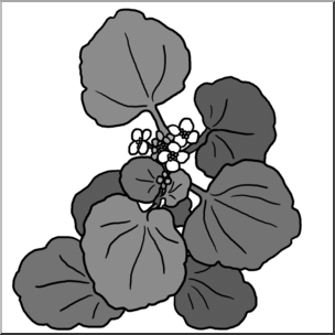 Clip Art: Plants: Watercress Grayscale