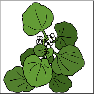 Clip Art: Plants: Watercress Color 2