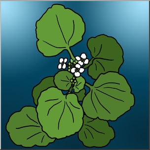 Clip Art: Plants: Watercress Color 1