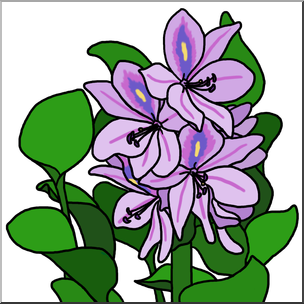 Clip Art: Plants: Water Hyacinth Color 2