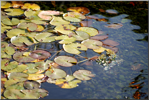 Photo: Lily Pads 02a HiRes