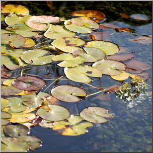 Photo: Lily Pads 02b HiRes