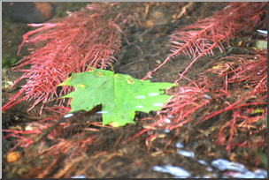 Photo: Water Plants 01 LowRes