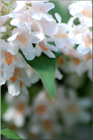 Photo: White Flowers 01a HiRes