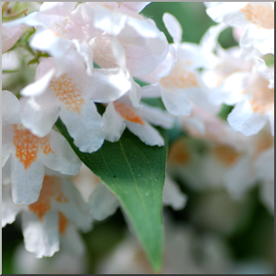 Photo: White Flowers 01b HiRes