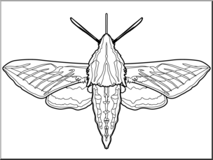 Clip Art: Moth: White-Lined Sphinx B&W