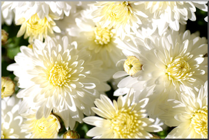 Photo: Chrysanthemums: White 01 LowRes