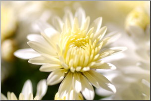 Photo: Chrysanthemums: White 02 HiRes