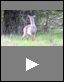 White-tailed Deer (Science Video)