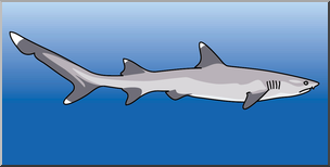 Clip Art: Sharks: White Tip Reef Shark Color