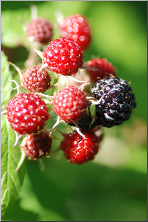 Photo: Wild Blackberries 01a HiRes