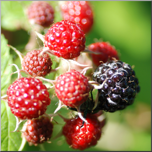 Photo: Wild Blackberries 01b HiRes