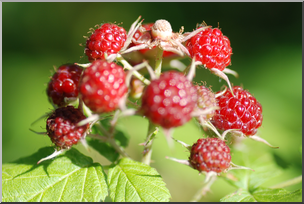 Photo: Wild Blackberries 02 HiRes