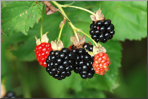 Photo: Wild Blackberries 04a LowRes