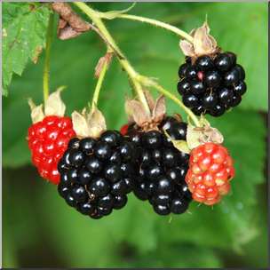Photo: Wild Blackberries 04b HiRes