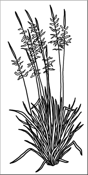 Clip Art: Plants: Wild Rice B&W