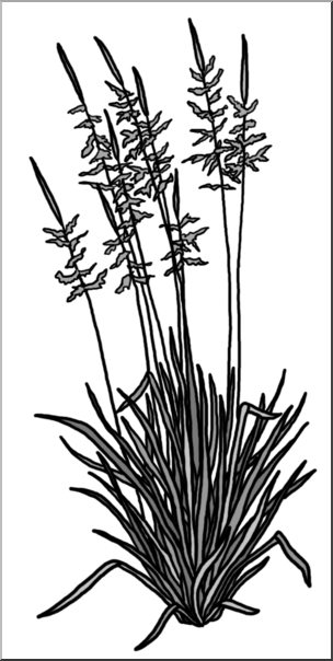 Clip Art: Plants: Wild Rice Grayscale