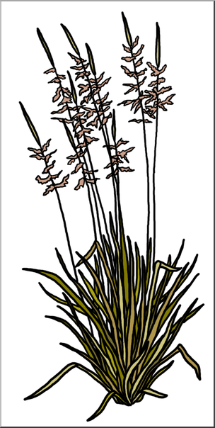 Clip Art: Plants: Wild Rice Color 2