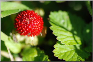 Photo: Wild Strawberry 01a LowRes