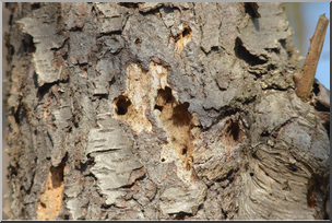Photo: Woodpecker Damage HiRes