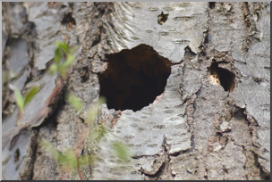 Photo: Woodpecker Nest Hole 01a HiRes