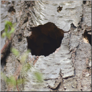 Photo: Woodpecker Nest Hole 01b LowRes