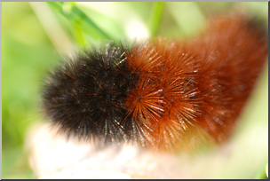 Photo: Wooly Bear Caterpillar 02 HiRes