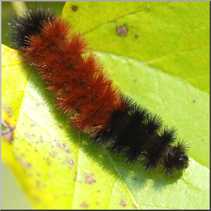 Photo: Wooly Bear Caterpillar 03 HiRes