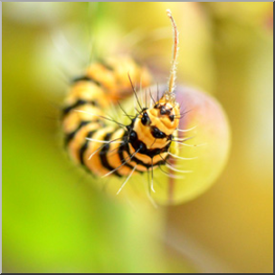 Photo: Caterpillar 05b LowRes