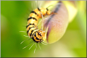 Photo: Caterpillar 06a HiRes