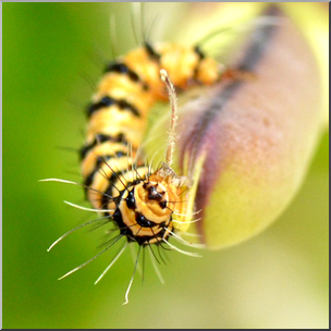 Photo: Caterpillar 06b HiRes
